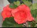 begonia
