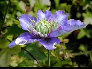 clematis-01