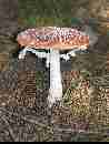 fungo-amanite-01