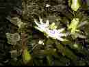passiflora-02