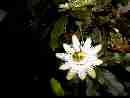 passiflora