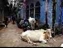 delhi-mucche-01